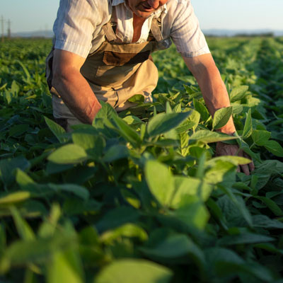 agriculteur
